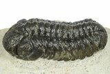 Bargain, Austerops Trilobite - Ofaten, Morocco #372443-1